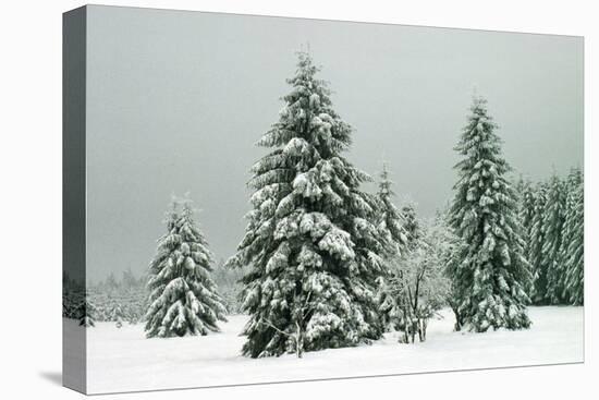 Norway Spruce in Heavy Snow-null-Stretched Canvas