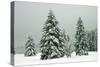 Norway Spruce in Heavy Snow-null-Stretched Canvas