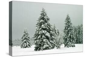 Norway Spruce in Heavy Snow-null-Stretched Canvas