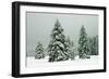 Norway Spruce in Heavy Snow-null-Framed Photographic Print