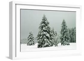 Norway Spruce in Heavy Snow-null-Framed Photographic Print