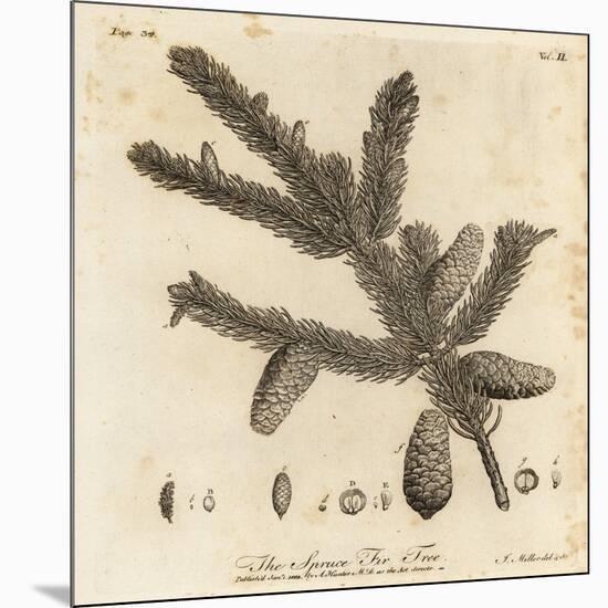 Norway Spruce or European Spruce, Picea Abies, 1776 (Engraving)-Johann Sebastien Muller-Mounted Giclee Print