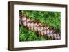 Norway Spruce (Picea Abies) Cone on Moss, Brtnicky Hradek, Bohemian Switzerland Np, Czech Republic-Ruiz-Framed Photographic Print