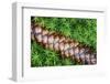 Norway Spruce (Picea Abies) Cone on Moss, Brtnicky Hradek, Bohemian Switzerland Np, Czech Republic-Ruiz-Framed Photographic Print