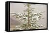 Norway Spruce Tree Covered with Light Snow And-null-Framed Stretched Canvas