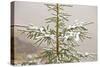 Norway Spruce Tree Covered with Light Snow And-null-Stretched Canvas