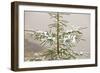 Norway Spruce Tree Covered with Light Snow And-null-Framed Photographic Print