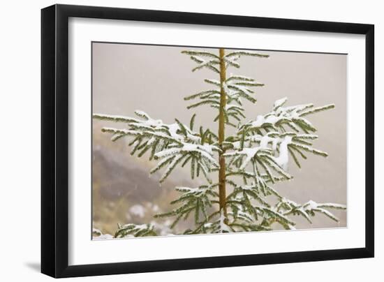 Norway Spruce Tree Covered with Light Snow And-null-Framed Photographic Print