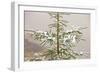 Norway Spruce Tree Covered with Light Snow And-null-Framed Photographic Print