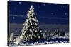 Norway Spruce Tree with Lights On-null-Stretched Canvas