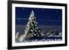 Norway Spruce Tree with Lights On-null-Framed Photographic Print