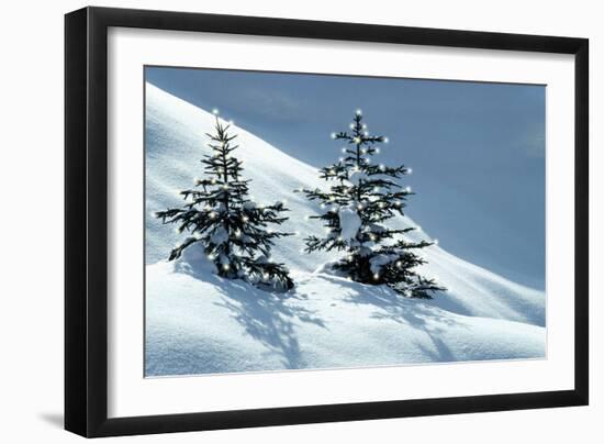 Norway Spruce Tree Young Trees in Snow, Winter-null-Framed Photographic Print