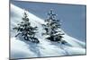 Norway Spruce Tree Young Trees in Snow, Winter-null-Mounted Photographic Print