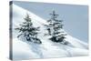 Norway Spruce Tree-null-Stretched Canvas