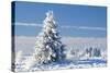 Norway Spruce Tree-null-Stretched Canvas