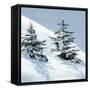 Norway Spruce Tree-null-Framed Stretched Canvas