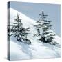 Norway Spruce Tree-null-Stretched Canvas