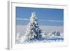 Norway Spruce Tree-null-Framed Photographic Print