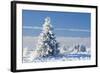 Norway Spruce Tree-null-Framed Photographic Print
