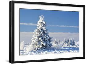 Norway Spruce Tree-null-Framed Photographic Print