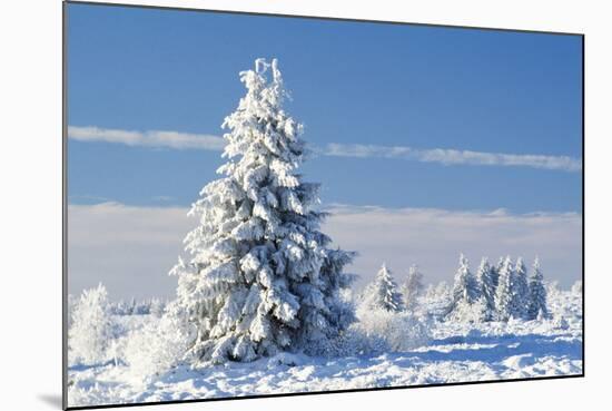 Norway Spruce Tree-null-Mounted Photographic Print