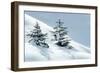 Norway Spruce Tree-null-Framed Photographic Print