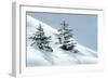 Norway Spruce Tree-null-Framed Photographic Print