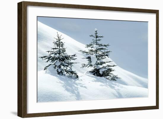 Norway Spruce Tree-null-Framed Photographic Print