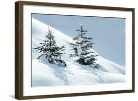 Norway Spruce Tree-null-Framed Photographic Print