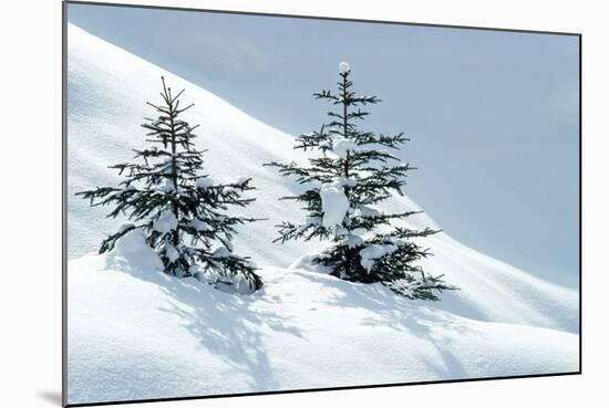 Norway Spruce Tree-null-Mounted Photographic Print