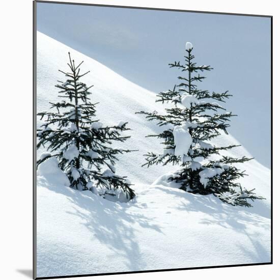 Norway Spruce Tree-null-Mounted Photographic Print