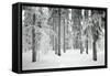 Norway Spruce Trees Covered in Snow and Ice-null-Framed Stretched Canvas