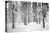 Norway Spruce Trees Covered in Snow and Ice-null-Stretched Canvas