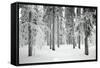 Norway Spruce Trees Covered in Snow and Ice-null-Framed Stretched Canvas