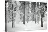 Norway Spruce Trees Covered in Snow and Ice-null-Stretched Canvas