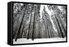 Norway Spruce Trees Covered in Snow and Ice-null-Framed Stretched Canvas