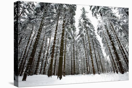 Norway Spruce Trees Covered in Snow and Ice-null-Stretched Canvas