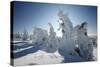 Norway Spruce Trees Covered in Snow and Ice-null-Stretched Canvas
