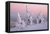 Norway Spruce Trees Covered in Snow and Ice-null-Framed Stretched Canvas