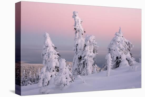 Norway Spruce Trees Covered in Snow and Ice-null-Stretched Canvas