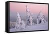 Norway Spruce Trees Covered in Snow and Ice-null-Framed Stretched Canvas