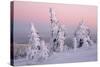 Norway Spruce Trees Covered in Snow and Ice-null-Stretched Canvas