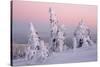 Norway Spruce Trees Covered in Snow and Ice-null-Stretched Canvas