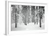 Norway Spruce Trees Covered in Snow and Ice-null-Framed Photographic Print