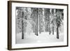 Norway Spruce Trees Covered in Snow and Ice-null-Framed Photographic Print