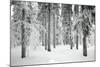 Norway Spruce Trees Covered in Snow and Ice-null-Mounted Photographic Print