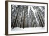 Norway Spruce Trees Covered in Snow and Ice-null-Framed Photographic Print