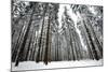 Norway Spruce Trees Covered in Snow and Ice-null-Mounted Photographic Print
