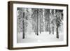 Norway Spruce Trees Covered in Snow and Ice-null-Framed Photographic Print