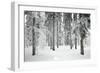 Norway Spruce Trees Covered in Snow and Ice-null-Framed Photographic Print